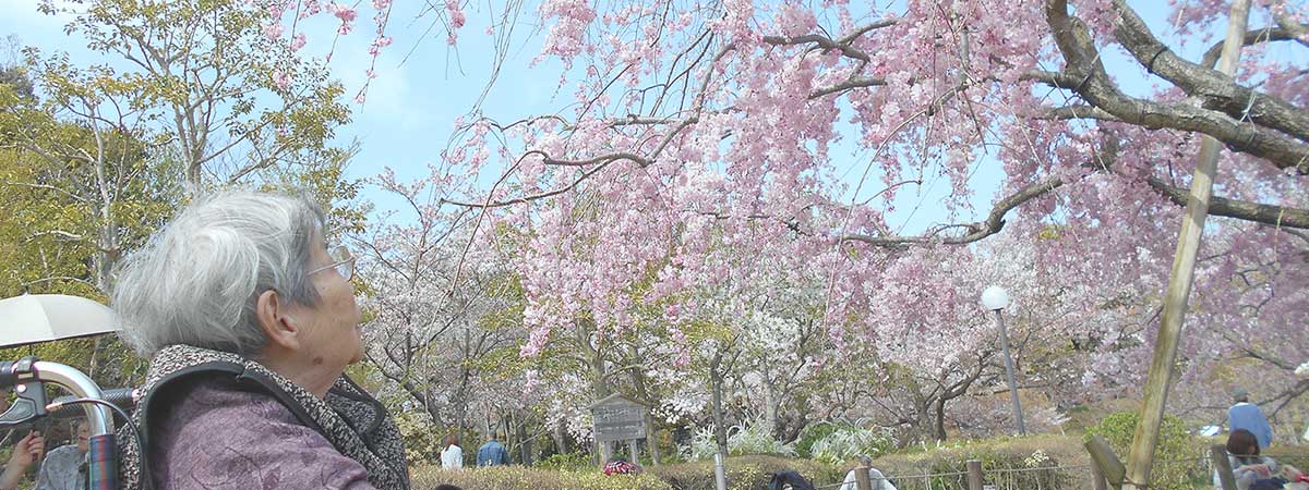 桜の季節に施設の庭園で花見を楽しむ入居者の風景